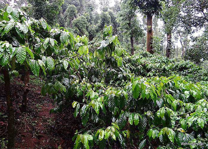 cafezal-plantacao
