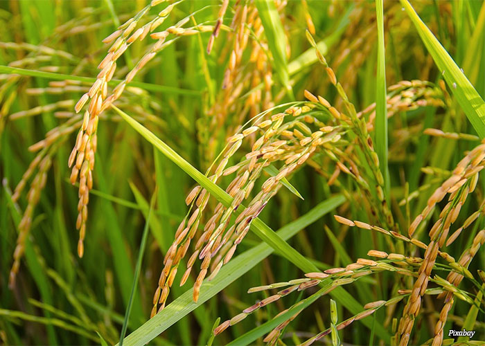 plantio-arroz
