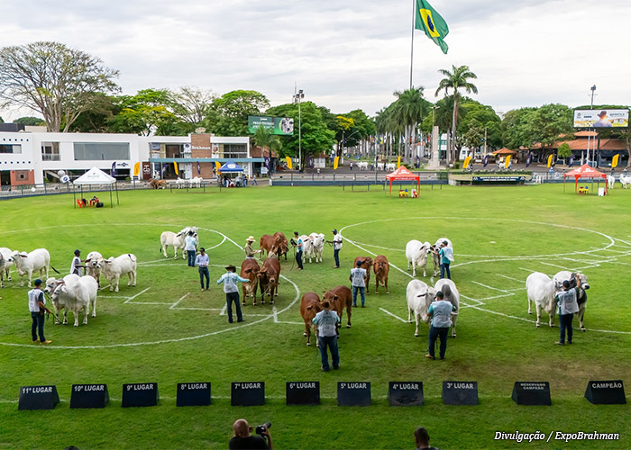 campeoes-expobrahman