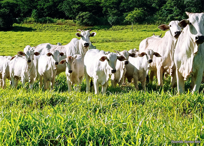 fazenda-santos-reis