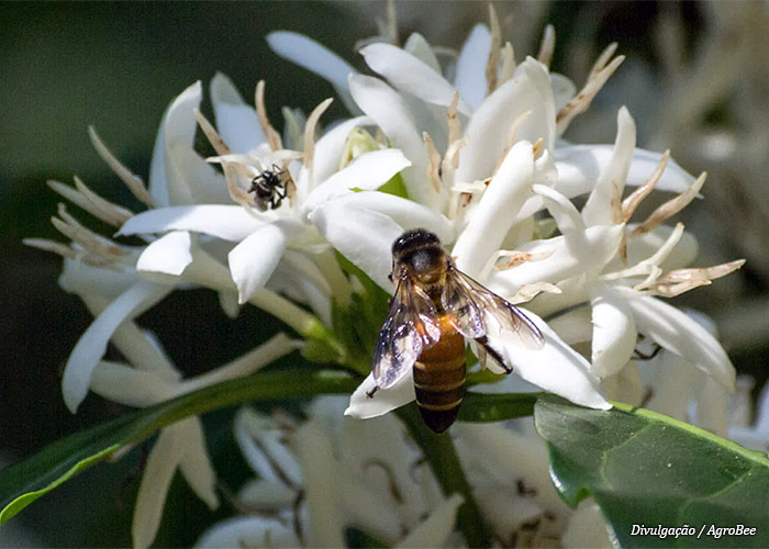 polinizacao-agrobee