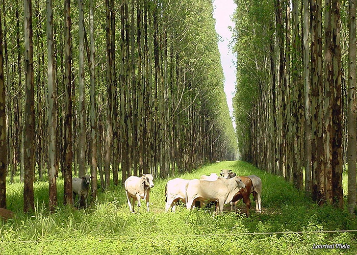 lavoura-pecuaria