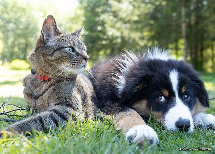 gato-e-cachorro