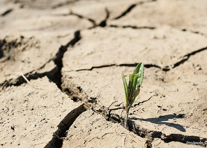 plantas-sofrem-calor