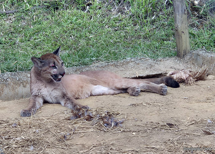 inea-resgata-onca