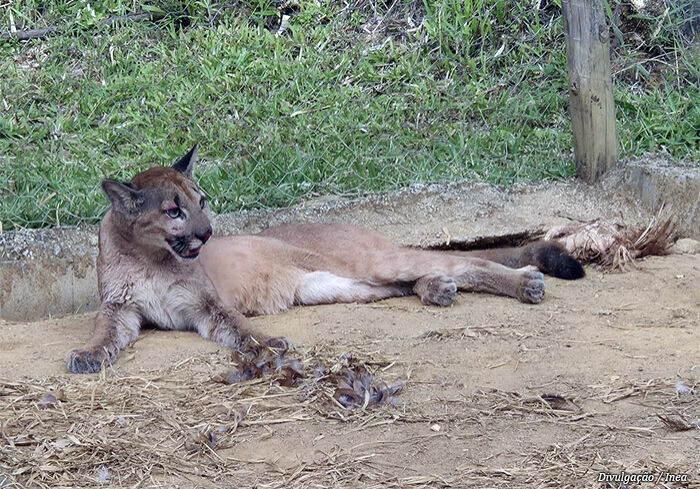 inea-resgata-onca